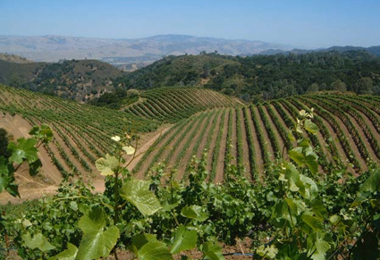 �����磻�ʥ꡼